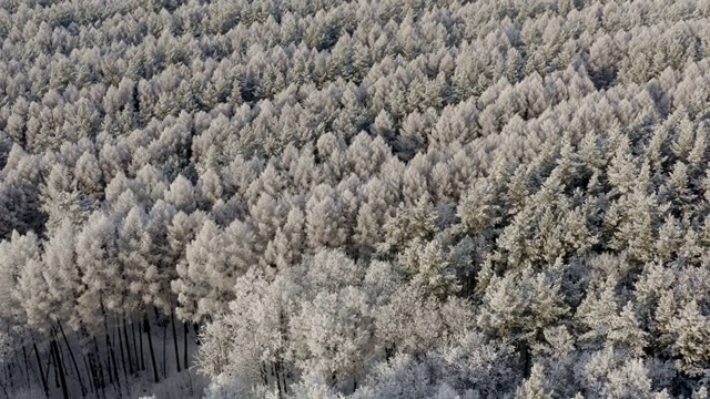 鸟瞰图俯瞰一条道路，在积雪覆盖的树木和积雪的森林，在一个冰冻的阳光明媚的冬日。视频素材