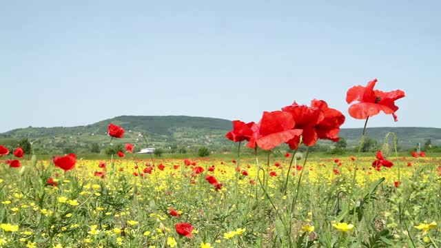 春天的时候，在草地上，红色的罂粟花(Papaver rhoeas)的风视频素材