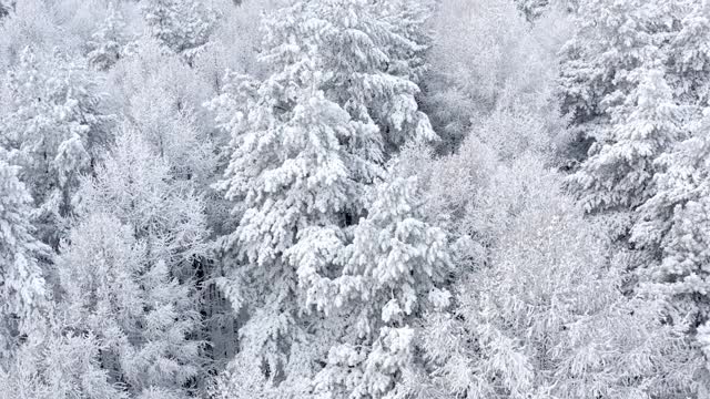 森林和植被被一层厚厚的雪覆盖着。冬季野生自然。无人机在雪地里飞过森林。视频素材