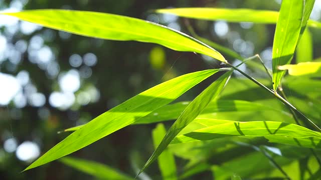 阳光下的叶子草视频素材