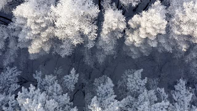 航拍的冬季森林。雪躺在地上，太阳照亮了白雪皑皑的树梢。视频素材