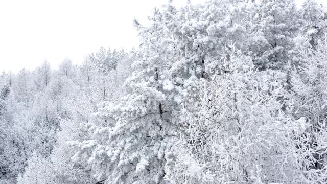 冰冻的森林的空中。美丽的冬天森林。下雪的圣诞节。视频素材