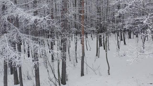 摄像机沿着长树的树干上升到树梢。雪森林背景。在森林深处拍摄积雪覆盖的地面和树枝。视频素材