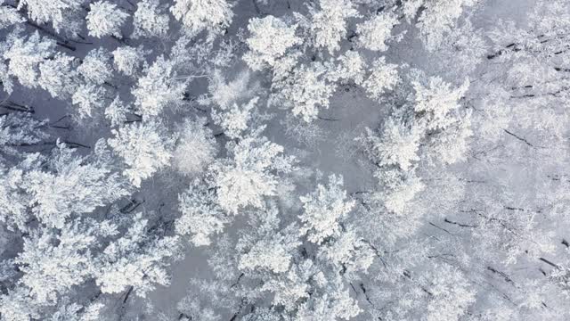 冰冻树木和积雪覆盖的常绿森林，鸟瞰图。冬天的景色是白雪覆盖的山丘。视频素材