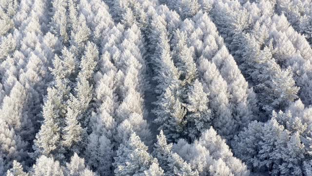 被雪覆盖的森林。白雪覆盖着美丽的松林。冬天来了。视频素材