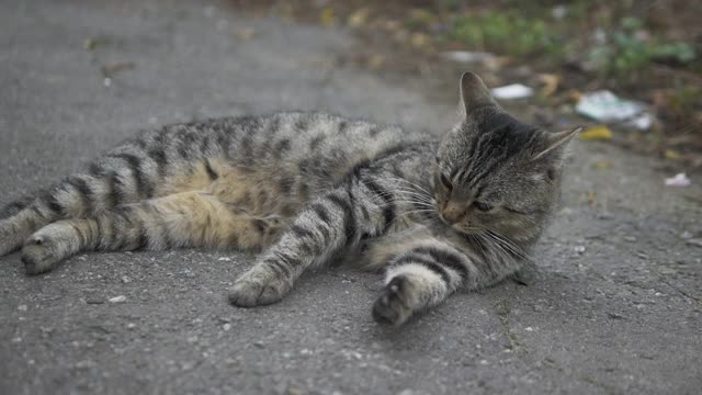 一只猫正在用它的舌头清洗自己，一只美丽的流浪猫躺在地上清洗自己。视频素材