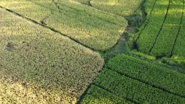 空中农业在稻田，黄稻田视频素材