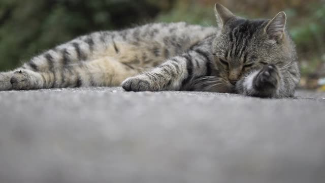 这只猫给自己洗澡，一只美丽的无家可归的猫。视频素材