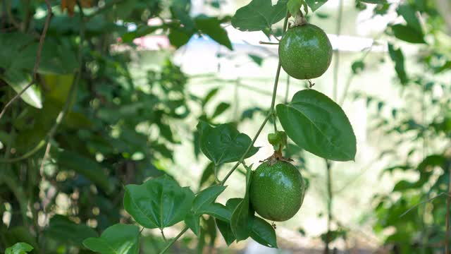 特写新鲜的原始百香果与阳光视频素材