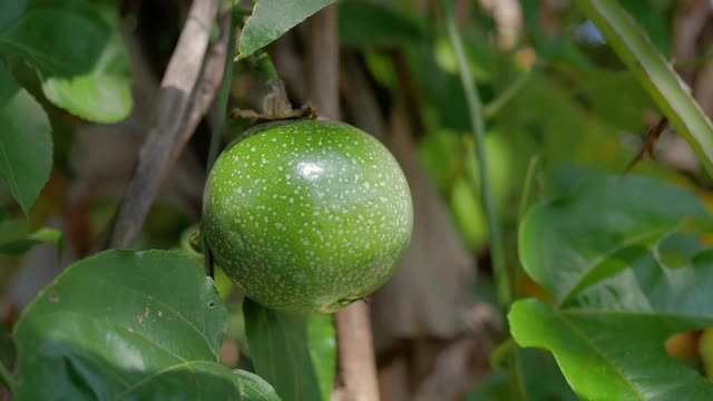 特写新鲜的原始百香果与阳光视频素材