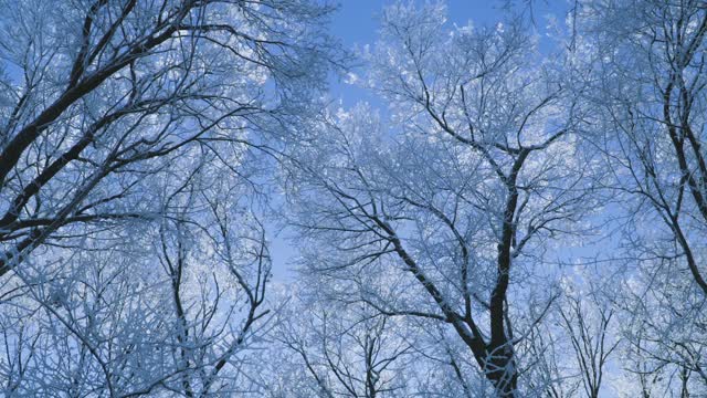 冰雪覆盖的森林是冬天的景观视频素材