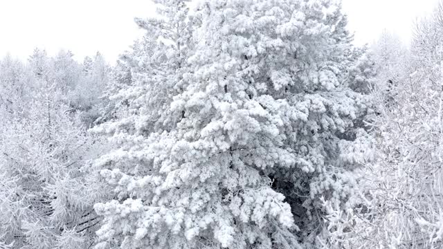 下雪的圣诞节。从空中拍摄冬季树木的树梢。冬天在混合森林视频素材