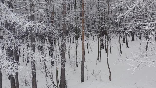 降雪后森林的鸟瞰图。摄像机沿着长树的树干上升到树梢。多云的冬日。视频素材