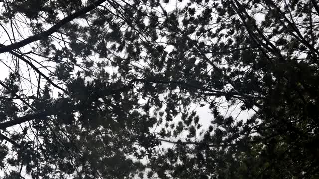 树木在暴风雨和大雨期间强风吹过树木视频素材