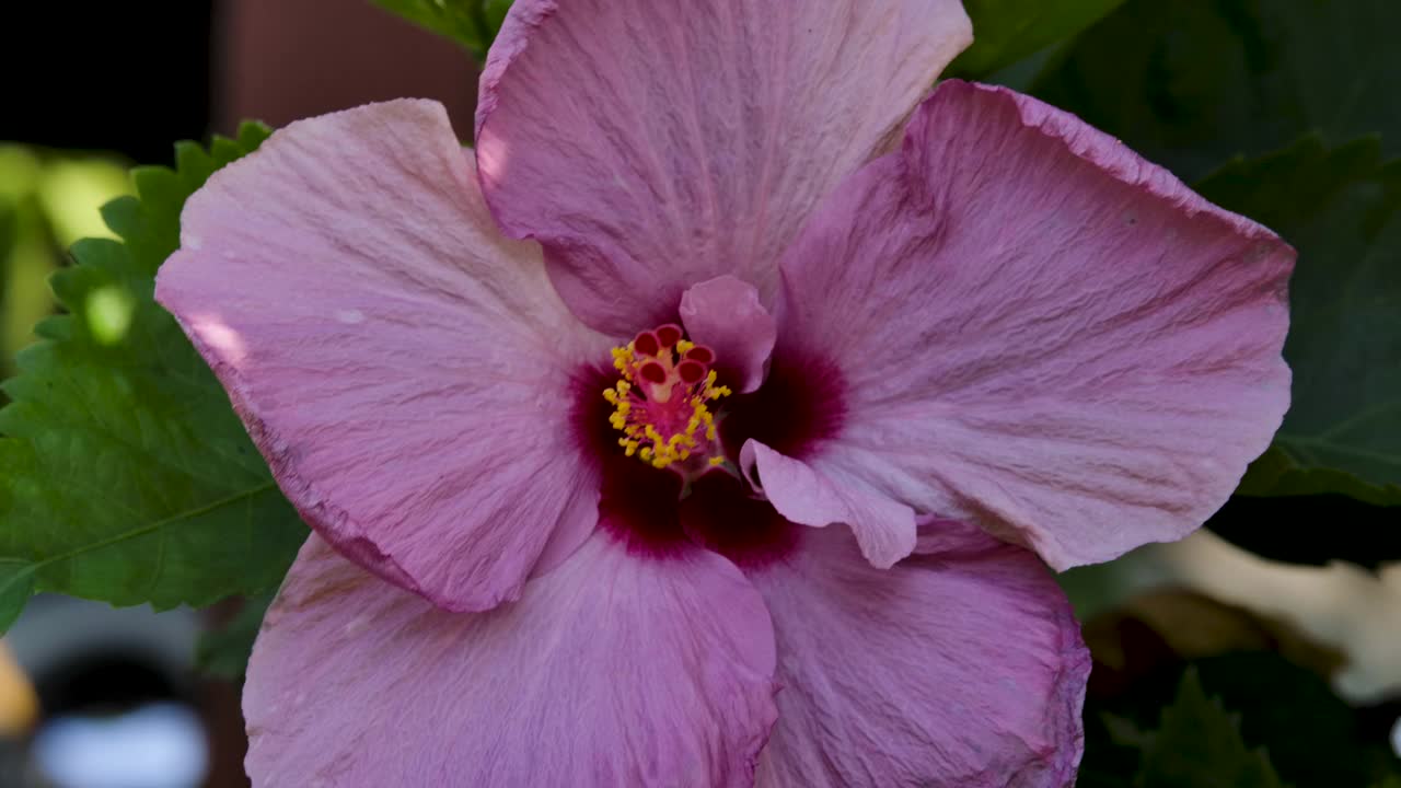 近看美丽的粉红色盛开的芙蓉花。芙蓉花开花了视频素材