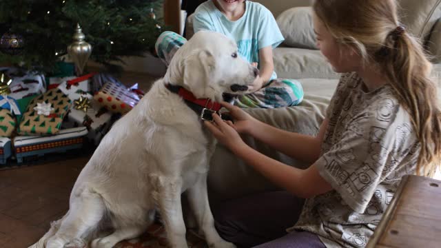 兄弟姐妹和他们的寻回犬玩耍视频素材