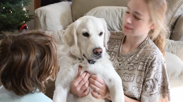 兄弟姐妹和他们的寻回犬玩耍视频素材