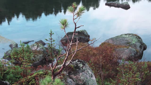 宁静的湖岸上有植物和树木。河水平静。视频素材