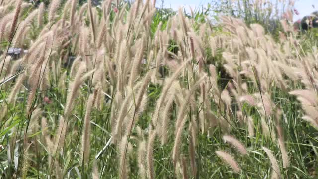 草花正在盛开视频素材