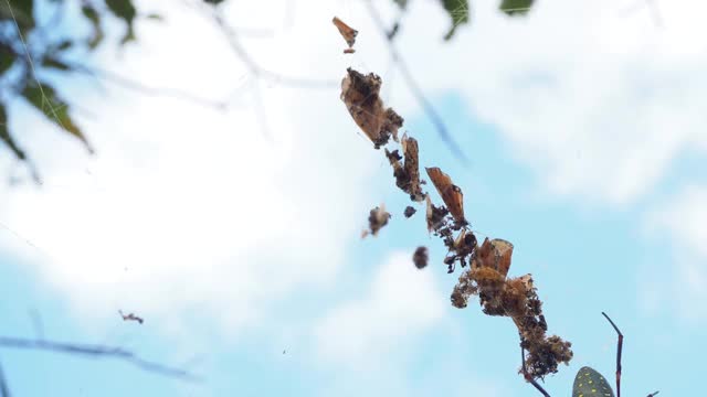 斑点金网蜘蛛视频素材