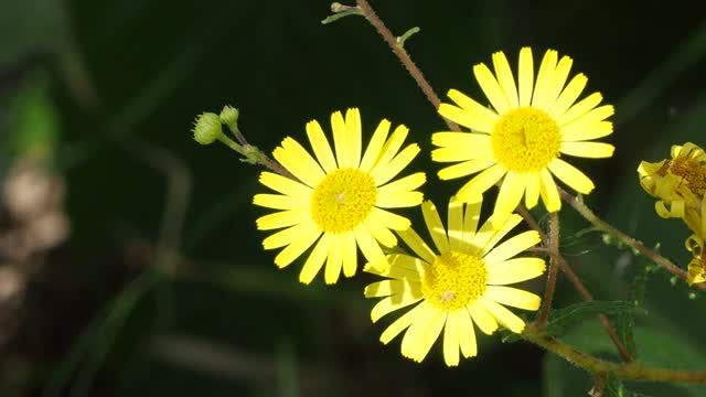 黄色的野花视频素材