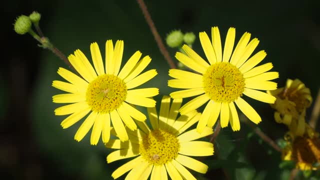 黄色的野花视频素材