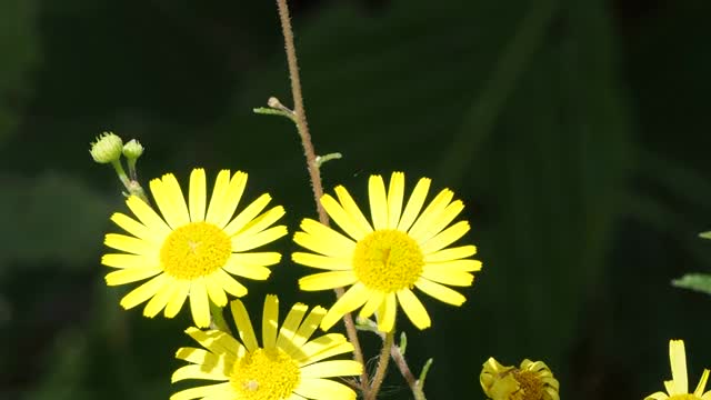 黄色的野花视频素材