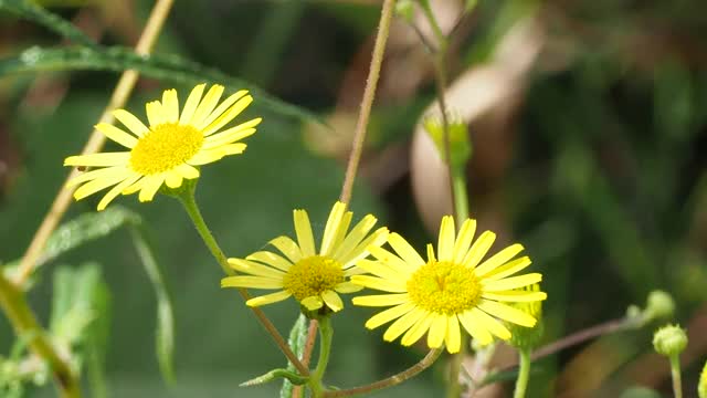 黄色的野花视频素材