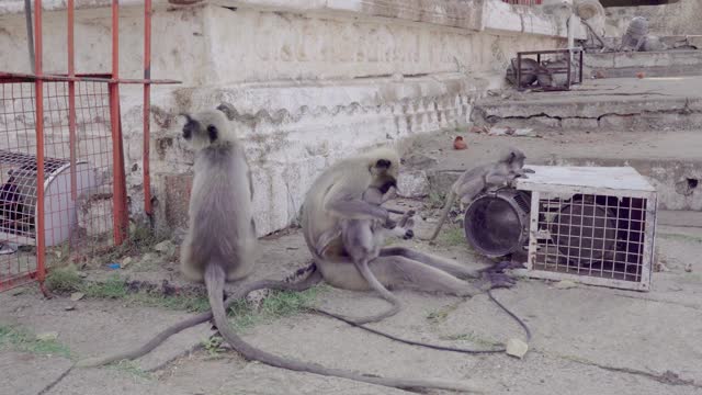 神圣的猴子紧挨着神庙。视频下载