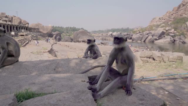 猴子带着幼崽站在寺庙的台阶上。视频下载