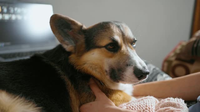 年轻女子抚摸着她可爱的威尔士柯基犬视频素材