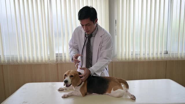 一名兽医用注射器给医院兽医台上的比格犬进行注射视频素材