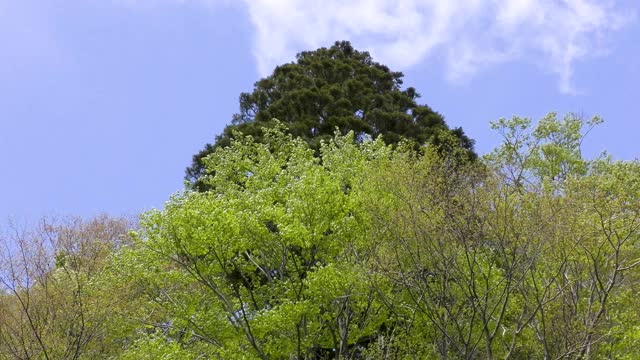 新鲜的绿树在微风中摇曳视频素材