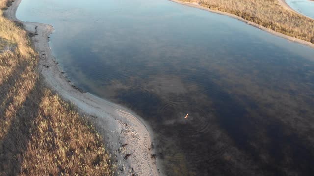 野鹿在湖里游泳视频素材