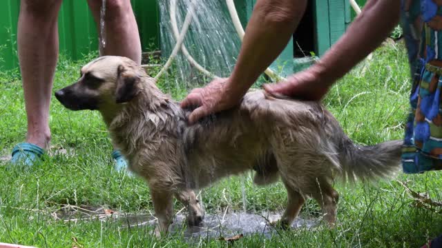 狗狗在室外花园喷壶里的模糊水滴下洗澡视频素材