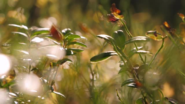 绿色植物生长在芬兰的森林里。模糊background.close-up视频素材