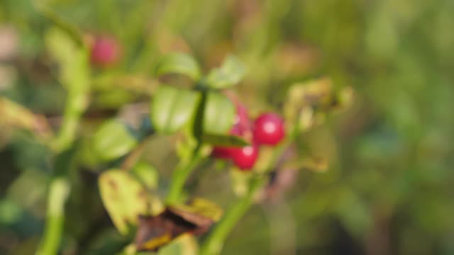 红樱桃，类似于芬兰植物的果实。模糊background.close-up视频素材