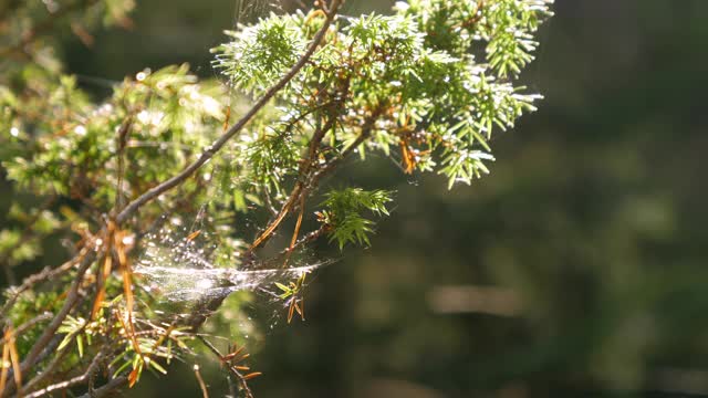 阳光灿烂地照在芬兰的绿色植物上。模糊background.close-up视频素材