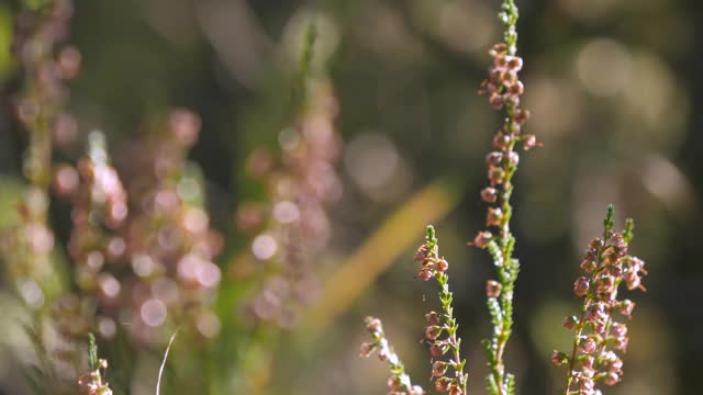 芬兰森林里的植物和树木。模糊background.close-up视频素材