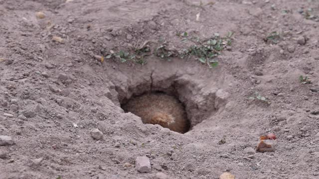 草原犬鼠退出洞近距离视频素材