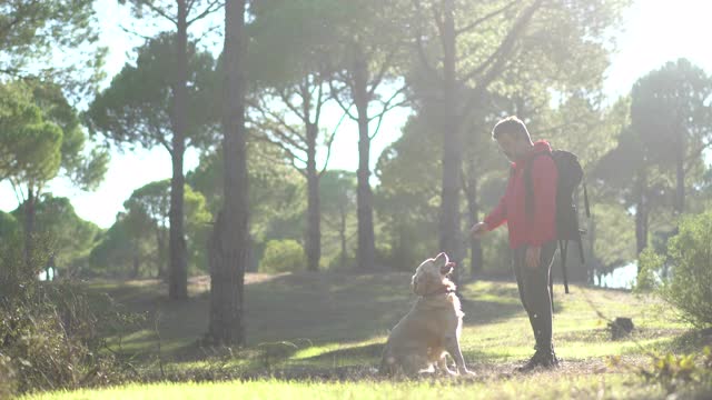 一个拿着棍子的人正在森林里训练狗。视频素材