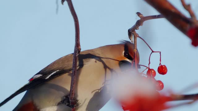 鸟波西米亚蜡翼(Bombycilla garrulus)快速吃红花楸浆果在一个阳光明媚的寒冷的冬天。视频素材