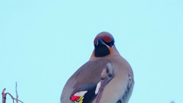 鸟波西米亚蜡翼(Bombycilla garrulus)坐在一个阳光明媚的霜冻的冬天的灌木上。视频素材