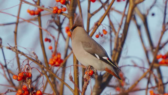 鸟波西米亚蜡翼(Bombycilla garrulus)坐在一个阳光明媚的霜冻的冬天的红花丛中。视频素材