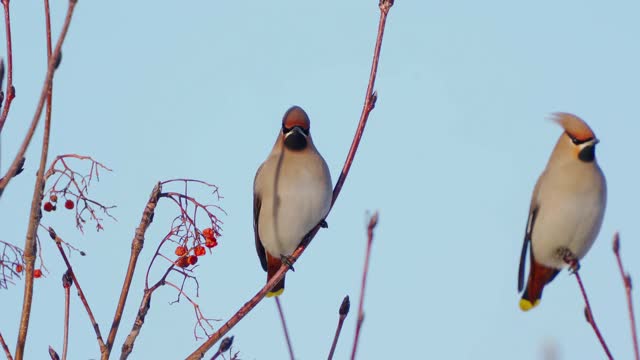 鸟波西米亚蜡翼(Bombycilla garrulus)坐在一个阳光明媚的霜冻的冬天的红花丛中。视频素材