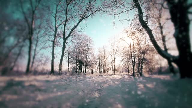 在一个树木被雪覆盖的冬季公园里飘落的雪花，慢镜头视频素材