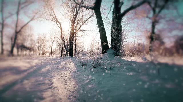 在一个树木被雪覆盖的冬季公园里飘落的雪花，慢镜头视频素材