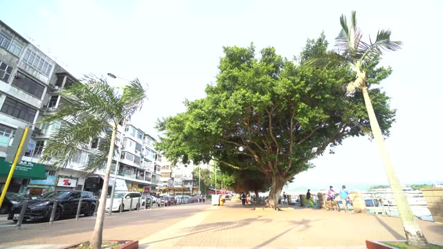 西贡市中心的榕树视频素材画面1