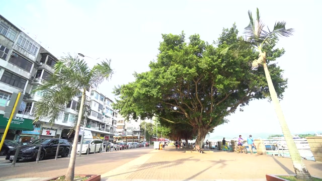 西贡市中心的榕树视频素材画面2