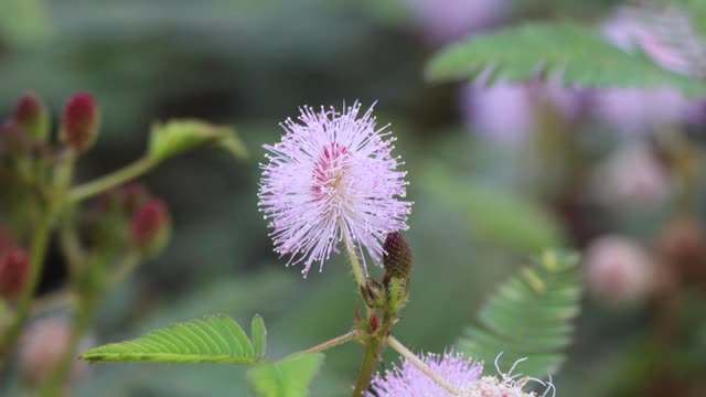 含羞草的花视频素材